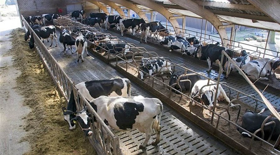 Bericht €27 miljoen nodig voor sneller verduurzamen veehouderij bekijken